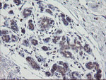 APP Antibody in Immunohistochemistry (Paraffin) (IHC (P))