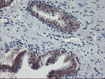 APP Antibody in Immunohistochemistry (Paraffin) (IHC (P))