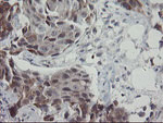 APP Antibody in Immunohistochemistry (Paraffin) (IHC (P))