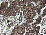 APP Antibody in Immunohistochemistry (Paraffin) (IHC (P))