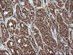 APP Antibody in Immunohistochemistry (Paraffin) (IHC (P))