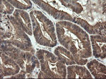 APP Antibody in Immunohistochemistry (Paraffin) (IHC (P))