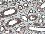 APP Antibody in Immunohistochemistry (Paraffin) (IHC (P))