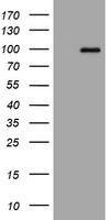 APP Antibody in Western Blot (WB)