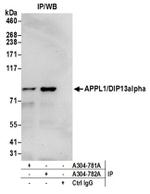 APPL1/DIP13alpha Antibody in Immunoprecipitation (IP)