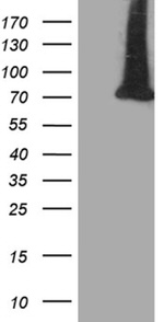 APPL2 Antibody in Western Blot (WB)