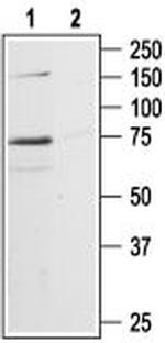 P2X7 Receptor Antibody in Western Blot (WB)