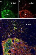 P2X7 Receptor Antibody in Immunohistochemistry (Frozen) (IHC (F))