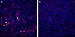 P2Y6 Receptor Antibody in Immunohistochemistry (Frozen) (IHC (F))