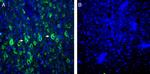 P2X6 Receptor Antibody in Immunohistochemistry (Frozen) (IHC (F))