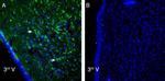 P2X6 Receptor Antibody in Immunohistochemistry (Frozen) (IHC (F))