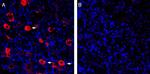 P2X3 Antibody in Immunohistochemistry (Frozen) (IHC (F))