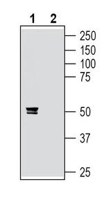 P2X3 Antibody in Western Blot (WB)