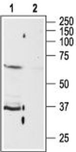 P2Y13 Receptor Antibody in Western Blot (WB)