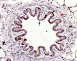 PAR4 (F2RL3) (extracellular) Antibody in Immunohistochemistry (Paraffin) (IHC (P))