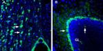 CRTH2/GPR44 (extracellular) Antibody in Immunohistochemistry (Frozen) (IHC (F))