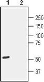 CRTH2/GPR44 (extracellular) Antibody in Western Blot (WB)