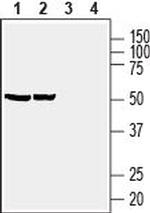 Prostaglandin E Receptor EP4 (PTGER4) Antibody in Western Blot (WB)
