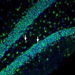 Prostaglandin F2- alpha Receptor/PTGFR Antibody in Immunohistochemistry (Frozen) (IHC (F))