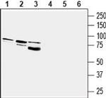 Prostaglandin F2- alpha Receptor/PTGFR Antibody in Western Blot (WB)