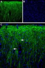 PEX5L (TRIP8b) Antibody in Immunohistochemistry (IHC)