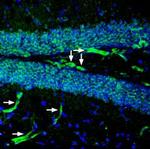 P2Y2 Receptor (extracellular) Antibody in Immunohistochemistry (Frozen) (IHC (F))