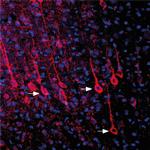 P2Y6 Receptor (extracellular) Antibody in Immunohistochemistry (Frozen) (IHC (F))