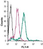 P2Y6 Receptor (extracellular) Antibody in Flow Cytometry (Flow)