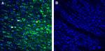 P2Y10 (extracellular) Antibody in Immunohistochemistry (Frozen) (IHC (F))