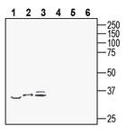 P2Y10 (extracellular) Antibody in Western Blot (WB)