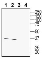 P2Y10 (extracellular) Antibody in Western Blot (WB)