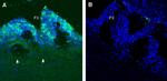 PepT2/SLC15A2 (extracellular) Antibody in Immunohistochemistry (Frozen) (IHC (F))