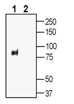 PepT2/SLC15A2 (extracellular) Antibody in Western Blot (WB)