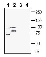 PepT2/SLC15A2 (extracellular) Antibody in Western Blot (WB)