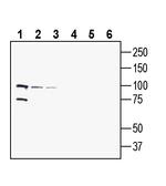 PepT2/SLC15A2 (extracellular) Antibody in Western Blot (WB)