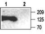 SAP102 Antibody in Western Blot (WB)