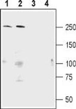 Shank1 Antibody in Western Blot (WB)