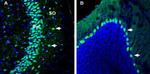 Kidins220 Antibody in Immunohistochemistry (Frozen) (IHC (F))