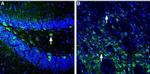 Homer1 Antibody in Immunohistochemistry (Frozen) (IHC (F))