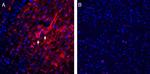 Homer1 Antibody in Immunohistochemistry (Frozen) (IHC (F))