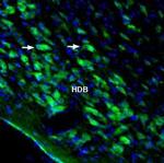 Homer3 Antibody in Immunohistochemistry (Frozen) (IHC (F))