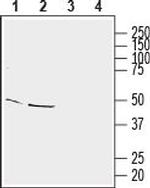 Homer3 Antibody in Western Blot (WB)