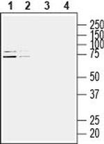 Homer3 Antibody in Western Blot (WB)