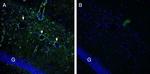 Gamma-Synuclein Antibody in Immunohistochemistry (Frozen) (IHC (F))