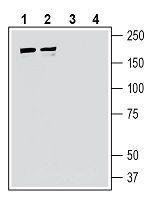 IQGAP1 Antibody in Western Blot (WB)