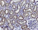 Aquaporin 1 Antibody in Immunohistochemistry (Paraffin) (IHC (P))