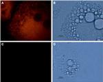 Aquaporin 7 Antibody in Immunocytochemistry (ICC/IF)