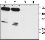 Aquaporin 7 Antibody in Western Blot (WB)