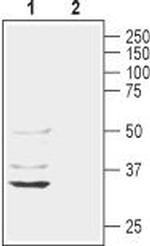 Aquaporin 11 (extracellular) Antibody in Western Blot (WB)