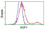 AQP1 Antibody in Flow Cytometry (Flow)